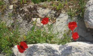 com. poppy at bethesda old city of jerusalem